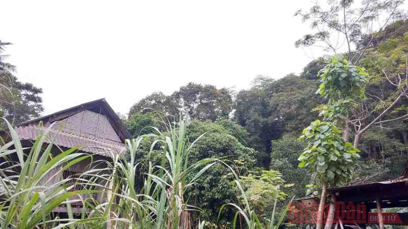 Rất nhiều nếp nhà của bản Quang Thịnh hòa vào rừng săng như thế này.