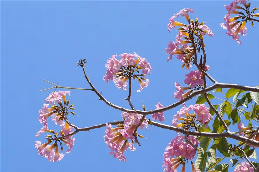 Hoa Kèn Hồng còn có tên gọi khác là hoa Chuông Hồng, vì nở thành từng chùm 10-20 bông, nhìn giống hình chuông. Hoa Kèn Hồng còn có tên gọi khác là hoa Chuông Hồng, vì nở thành từng chùm 10-20 bông, nhìn giống hình chuông.