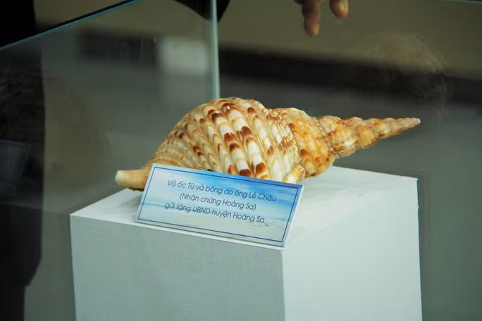 Hai loại vỏ ốc được các nhân chứng Hoàng Sa gửi tặng bộ sưu tập