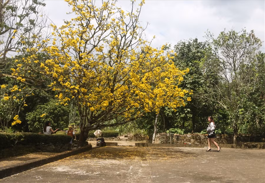 Cây mai mọc nghiêng, thân cây phân thành hai nhánh, cao gần 8m, tán rộng gần 10m.