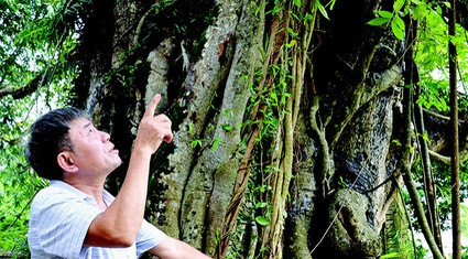 Ông Nguyễn Văn Chương (xã Vạn Xuân, huyện Tam Nông, tỉnh Phú Thọ) bên cây đa đình làng - nơi cách đây gần một nửa thế kỷ đã được thiên nhiên ban tặng hoa lan phi điệp 5 cánh trắng Phú Thọ. Ông Nguyễn Văn Chương (xã Vạn Xuân, huyện Tam Nông, tỉnh Phú Thọ) bên cây đa đình làng - nơi cách đây gần một nửa thế kỷ đã được thiên nhiên ban tặng hoa lan phi điệp 5 cánh trắng Phú Thọ.