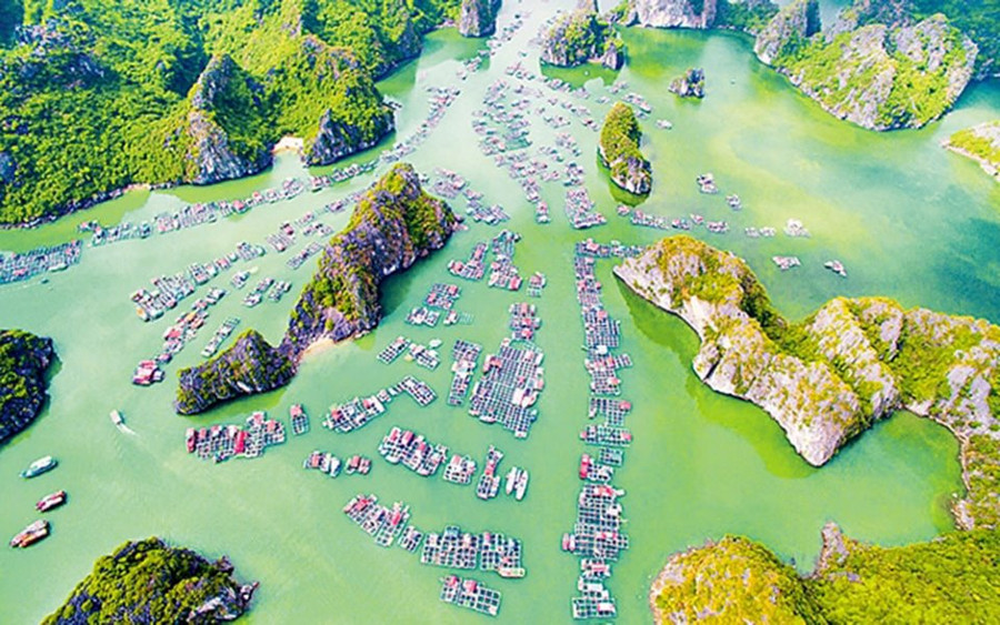 Làng chài trên vịnh Cái Bèo đẹp như một bức tranh thủy mặc Làng chài trên vịnh Cái Bèo đẹp như một bức tranh thủy mặc