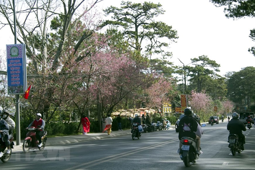 Đà Lạt nhuộm sắc hoa mai anh đào đón xuân. (Ảnh: Đặng Tuấn/TTXVN)