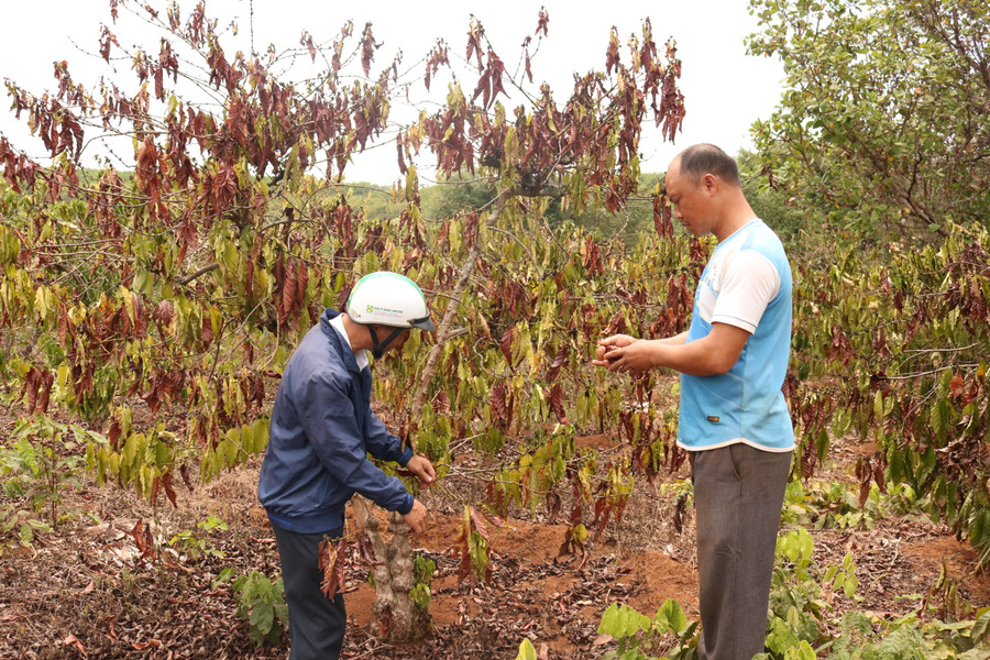 Nhiều diện tích cà phê của các hộ dân ở xã Ia Pnôn (huyện Đức Cơ) bị khô cháy vì nắng hạn trong năm 2020. Ảnh: Phạm Ngọc