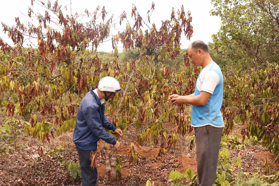Nhiều diện tích cà phê của các hộ dân ở xã Ia Pnôn (huyện Đức Cơ) bị khô cháy vì nắng hạn trong năm 2020. Ảnh: Phạm Ngọc