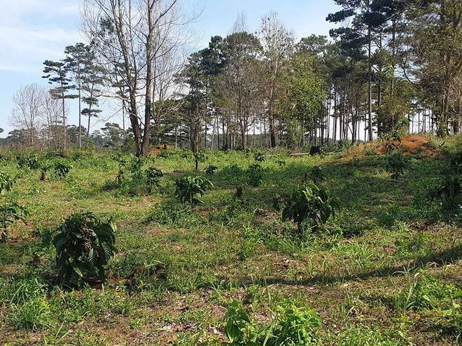 Gần 4 ha đất lâm nghiệp tại Tiểu khu 442 (Nao Quang, xã Lộc Phú, H.Bảo Lâm, Lâm Đồng) bị lấn chiếm để trồng cà phê