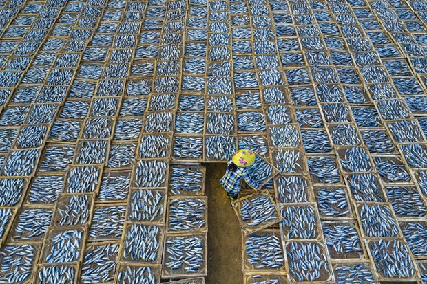 Tác phẩm 'Drying Fish' (Phơi cá). (Ảnh: Phan Khánh)