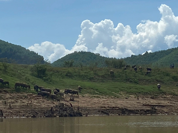 Việc nuôi trâu của người dân bản Phúc Lộc luôn hài hòa với chăm sóc, bảo vệ rừng.