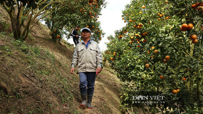 Ông Đỗ Trọng (55 tuổi, thị trấn Dran, huyện Đơn Dương, tỉnh Lâm Đồng) đi thăm vườn quýt chín đỏ của gia đình mình.