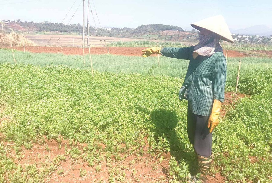 Hơn 1 sào rau của gia đình bà Lê Thị Phước (làng Ia Tung, xã Chư Á, TP. Pleiku) đành bỏ chết khô vì giá xuống thấp, không có người mua. Ảnh: Quang Tấn
