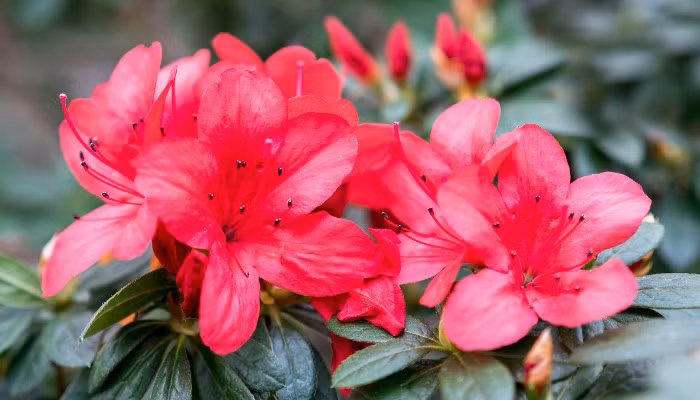 Những bông hoa đỗ quyên rực rỡ đua nở thường là biểu tượng của sự hòa hợp