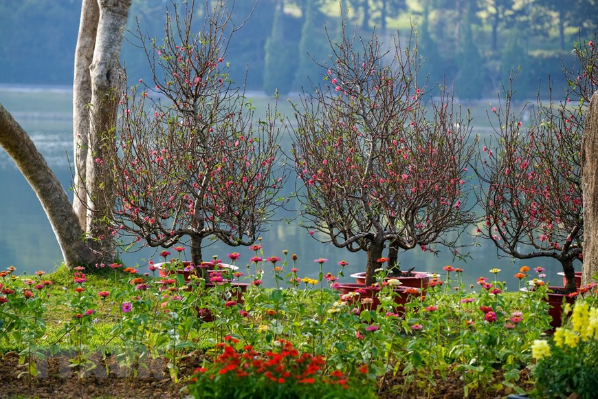 Lượng đào trồng tại địa phương chỉ đủ bán, cho thuê được khoảng 50% nhu cầu của người dân, còn lại là đào từ các tỉnh phía bắc chuyển về. (Ảnh: Đặng Tuấn/TTXVN)