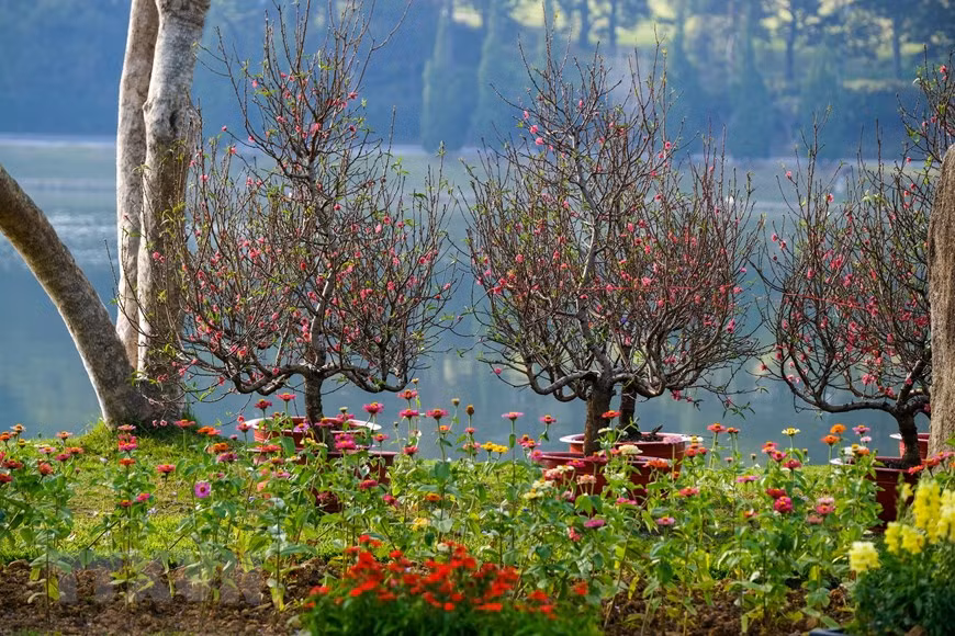 Lượng đào trồng tại địa phương chỉ đủ bán, cho thuê được khoảng 50% nhu cầu của người dân, còn lại là đào từ các tỉnh phía bắc chuyển về. (Ảnh: Đặng Tuấn/TTXVN)