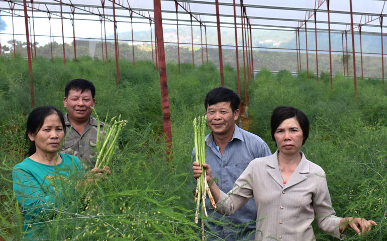  Các hộ gia đình tiên phong trồng măng tây đạt hiệu quả kinh tế cao ở huyện Lâm Hà