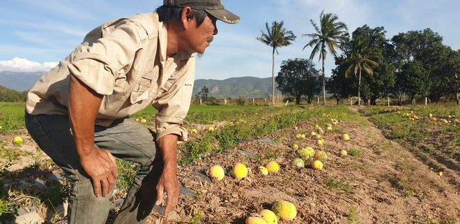 Nuốt nước mắt nhìn sản phẩm của mình bị phơi nắng ẢNH: THIỆN NHÂN