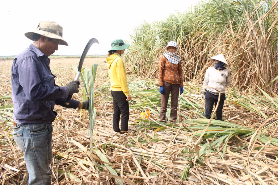 Người dân xã Pờ Tó (huyện Ia Pa) bắt đầu thu hoạch mía . Ảnh: Nguyễn Diệp