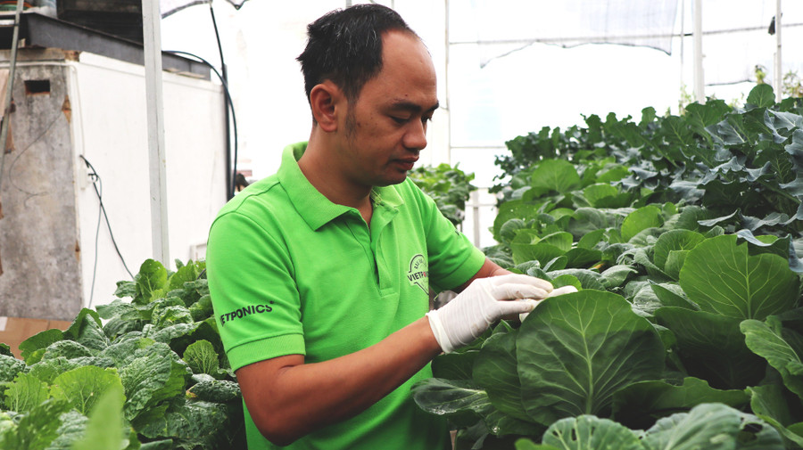 Anh Nguyễn Đức Huy (Giám đốc HTX Thủy canh Việt, TP.Ðà Lạt, Lâm Đồng) bên trong trang trại trồng rau thủy canh của mình.