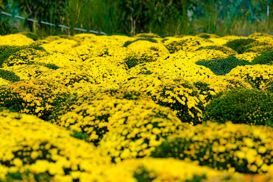 Cúc mâm xôi khi nở có hàng trăm hàng nghìn bông hoa nhỏ, màu vàng rộ... (Ảnh: Paris Le)