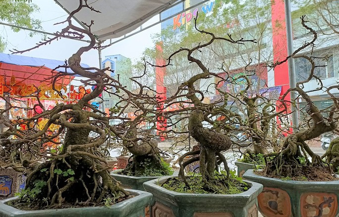 Những hốc mai như thế này có tuổi đời trên 10 năm tuổi