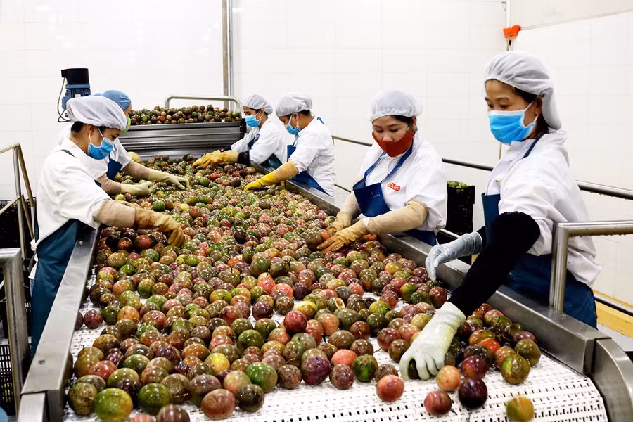 Chế biến chanh dây tại Công ty cổ phần Thực phẩm xuất khẩu Đồng Giao (DOVECO Gia Lai). Ảnh: Nguyễn Diệp