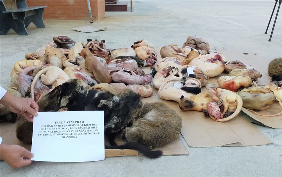 Cơ quan công an thu giũ số động vật hoang dã là cầy hương, kỳ đà, sóc bay...