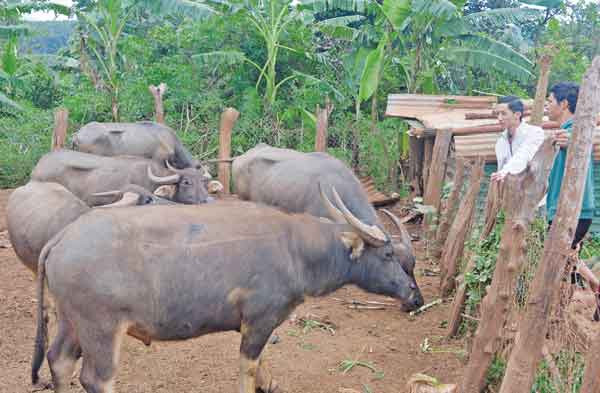 Đàn trâu của gia đình bà Ksor Hra (làng Pó, xã Ia Chía, huyện Ia Grai). Ảnh: Phương Dung