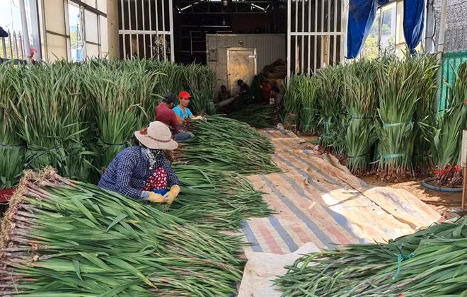 Hoa lay ơn mức tiêu thụ chỉ bằng 50% tết năm trước do ảnh hưởng dịch Covid bùng phát. Ảnh: LÂM VIÊN