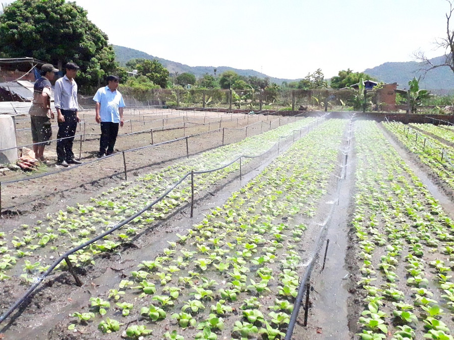 Tưới phun mưa, giải pháp tiết kiệm nước trong sản xuất nông nghiệp