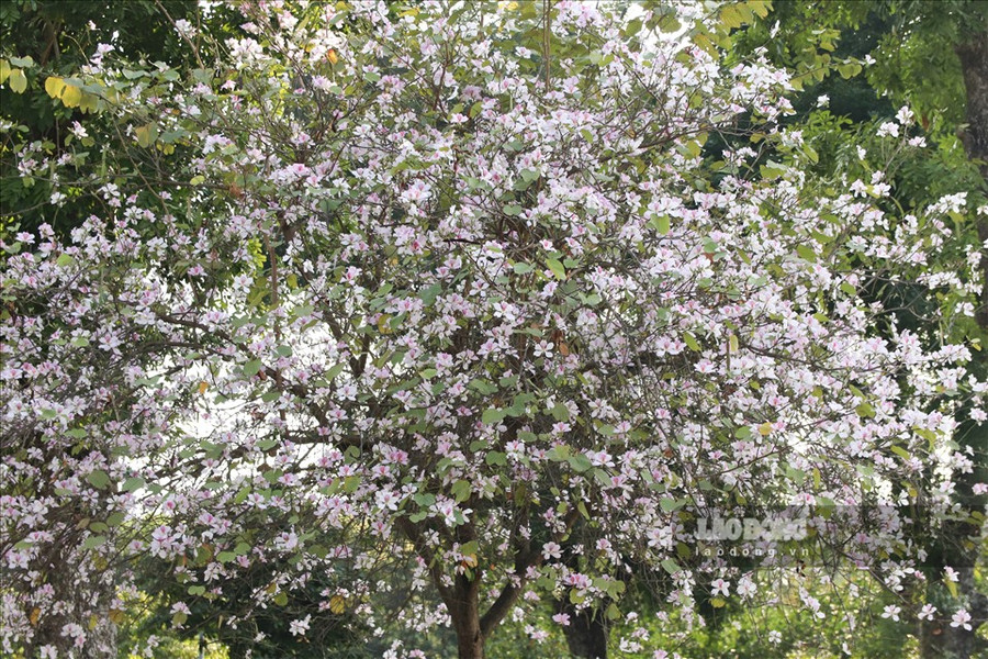 Thời điểm hoa ban nở rộ nhất là vào cuối tháng 2, đầu tháng 3 hàng năm. Cứ mỗi độ hoa ban nở, các dịch vụ chụp hình, cho thuê trang phục và đạo cụ chụp hình, cho thuê nơi thay trang phục,… ở các địa điểm như Bắc Sơn, Hoàng Diệu lại trở thành nghề “hái” ra tiền.