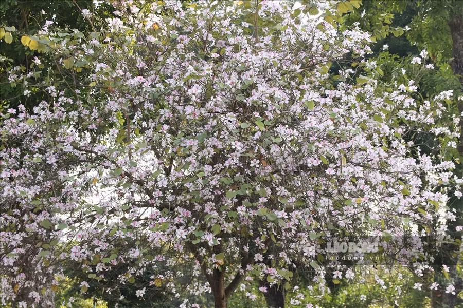 Thời điểm hoa ban nở rộ nhất là vào cuối tháng 2, đầu tháng 3 hàng năm. Cứ mỗi độ hoa ban nở, các dịch vụ chụp hình, cho thuê trang phục và đạo cụ chụp hình, cho thuê nơi thay trang phục,… ở các địa điểm như Bắc Sơn, Hoàng Diệu lại trở thành nghề “hái” ra tiền.