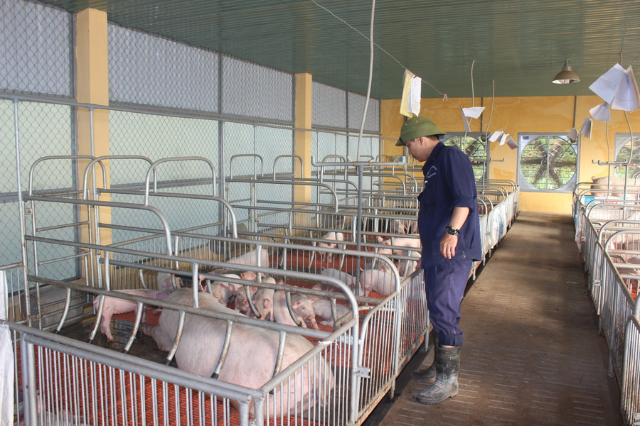 Chăn nuôi trang trại vừa đảm bảo an toàn dịch bệnh vừa bảo vệ môi trường. Ảnh: Nguyễn Diệp