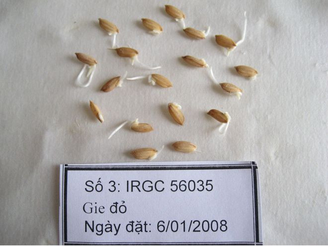 Giống lúa de đỏ được PGS-TS Phan Phước Hiền thu thập từ IRRI. Ảnh: NHÂN VẬT CUNG CẤP