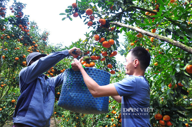 Ông Trọng không sử dụng thuốc bảo vệ thực vật hóa học và thuốc diệt cỏ nên sản lượng khá ổn định, mẫu mã quả quýt đẹp.