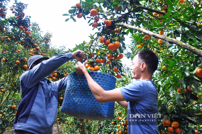 Ông Trọng không sử dụng thuốc bảo vệ thực vật hóa học và thuốc diệt cỏ nên sản lượng khá ổn định, mẫu mã quả quýt đẹp.