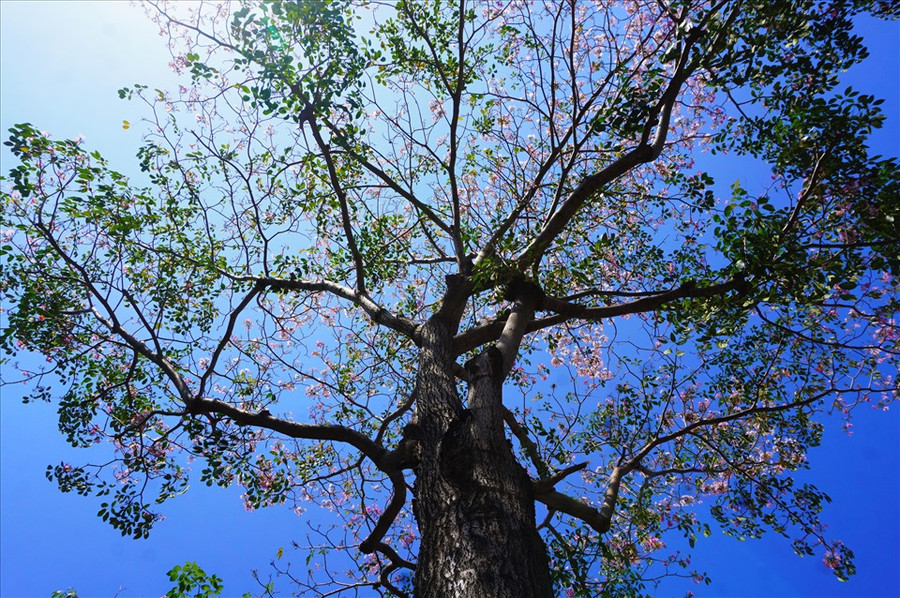 Không chỉ giúp giảm bớt cái nắng gắt, những tán cây và hoa kèn hồng còn khiến Sài Gòn thêm phần thơ mộng.