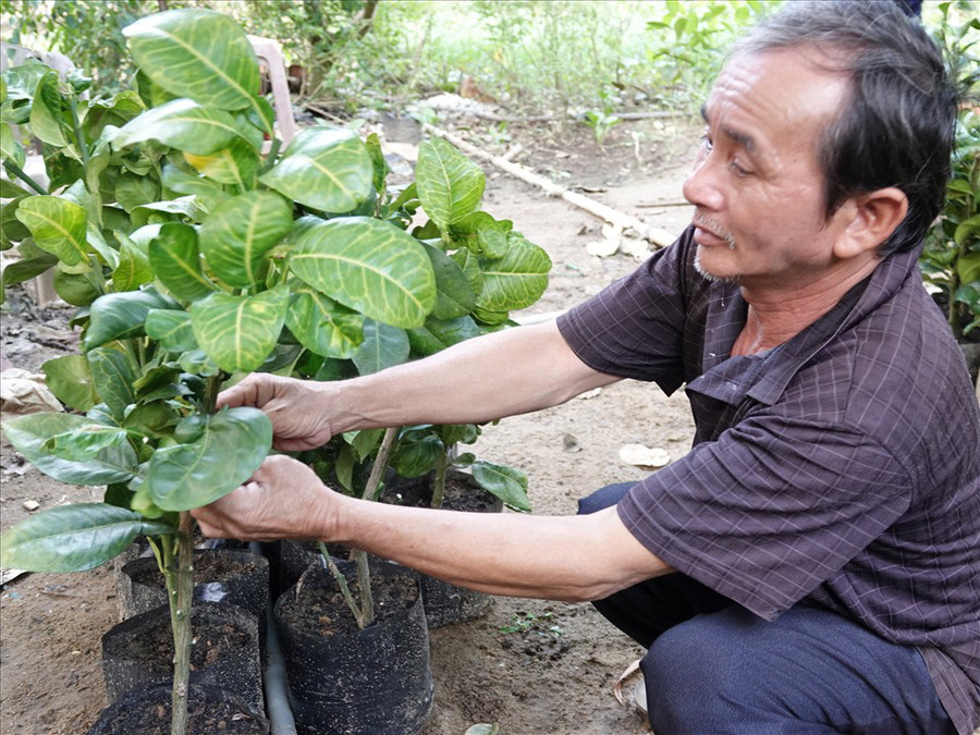  Ngoài 50 gốc bưởi trong vườn, ông Võ Đông Sơ (huyện Hoài Ân, tỉnh Bình Định) còn liên kết với các hộ dân trồng gần 3 ha bưởi da xanh. Ảnh: T.X