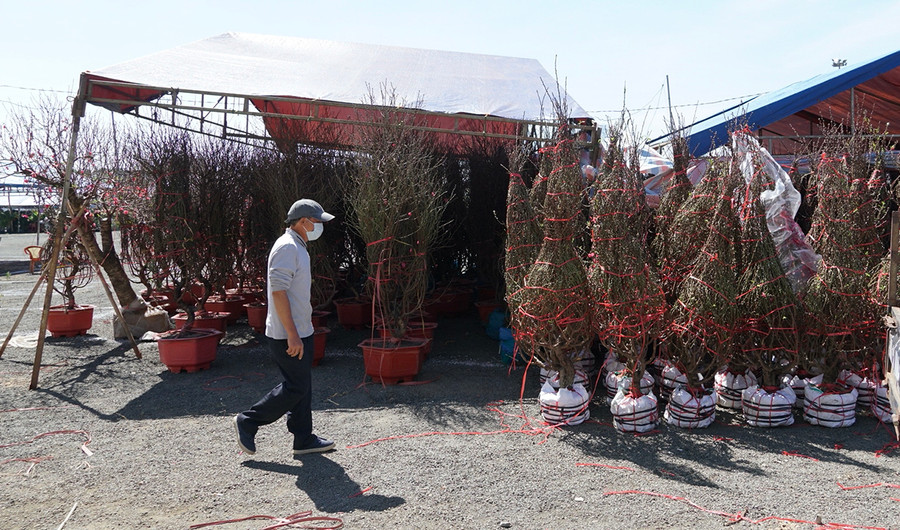 Gian hàng của ông Hồ Hoài Đăm (thôn 9, xã Tân Sơn, TP. Pleiku) chỉ lác đác khách đến chọn mua hoa đào. Ảnh: Lam Nguyên Gian hàng của ông Hồ Hoài Đăm (thôn 9, xã Tân Sơn, TP. Pleiku) chỉ lác đác khách đến chọn mua hoa đào. Ảnh: Lam Nguyên