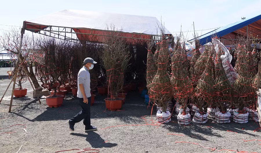 Gian hàng của ông Hồ Hoài Đăm (thôn 9, xã Tân Sơn, TP. Pleiku) chỉ lác đác khách đến chọn mua hoa đào. Ảnh: Lam Nguyên