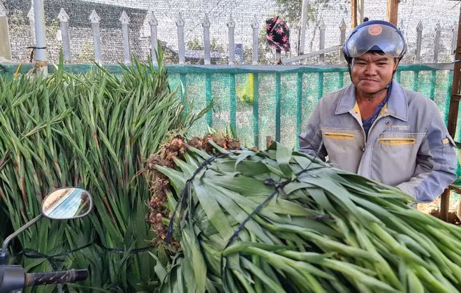 Người trồng hoa lay ơn điêu đứng vì bất ngờ dịch Covid bùng phát. ẢNH: LÂM VIÊN