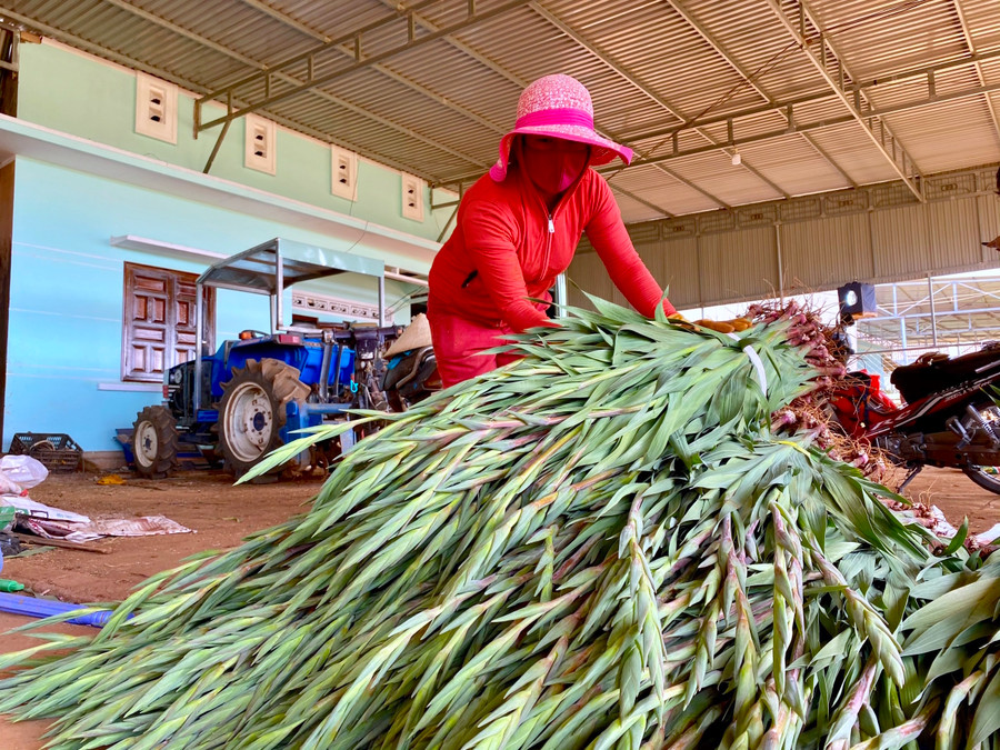 Nhờ những giải pháp hỗ trợ kịp thời của TP. Pleiku, phần lớn lượng hoa lay ơn trên địa bàn đã được “giải cứu”. Ảnh: Mộc Trà Nhờ những giải pháp hỗ trợ kịp thời của TP. Pleiku, lượng hoa lay ơn trên địa bàn phần lớn đã được “giải cứu”. Ảnh: Mộc Trà