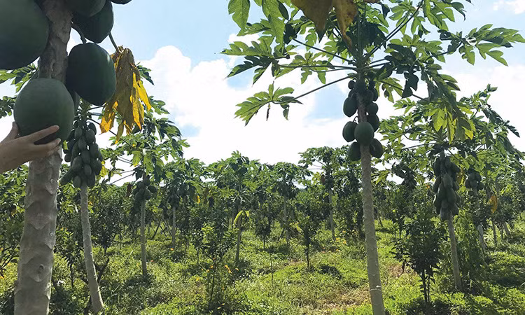 Nature Farm của Bùi Thái Sơn