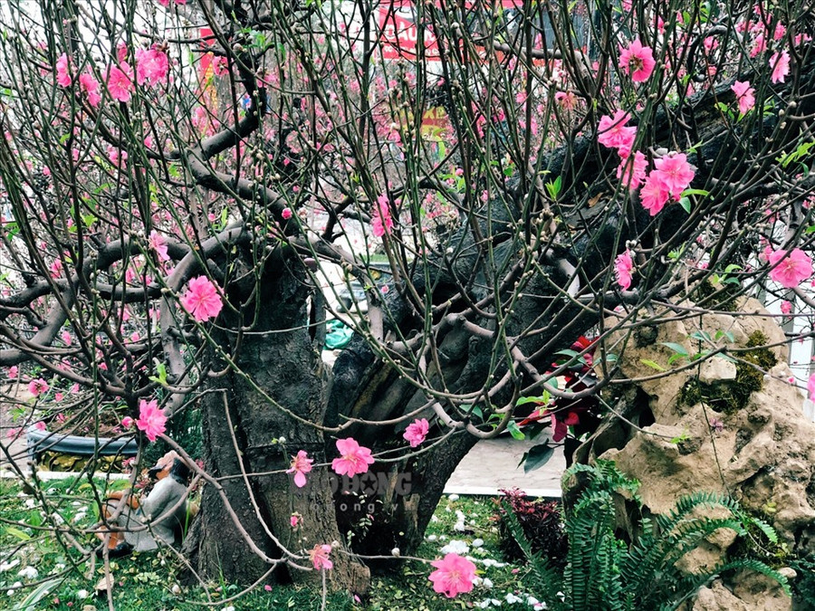 Những gốc đào to, được nhà vườn chăm sóc cẩn thận, uốn nắn, tạo nhiều dáng và thế khác nhau. Ảnh: Phương Duy Những gốc đào to, được nhà vườn chăm sóc cẩn thận, uốn nắn, tạo nhiều dáng và thế khác nhau. Ảnh: Phương Duy