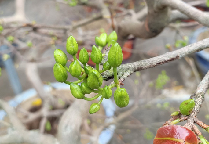  Nhiều thương lái rất lo lắng khi người mua rất ít