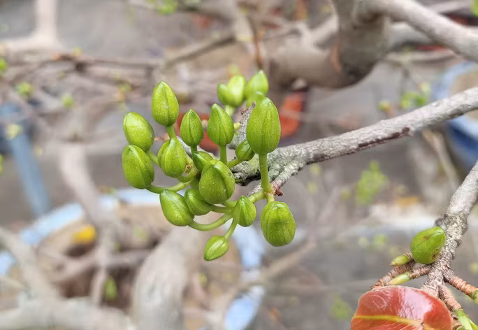  Nhiều thương lái rất lo lắng khi người mua rất ít