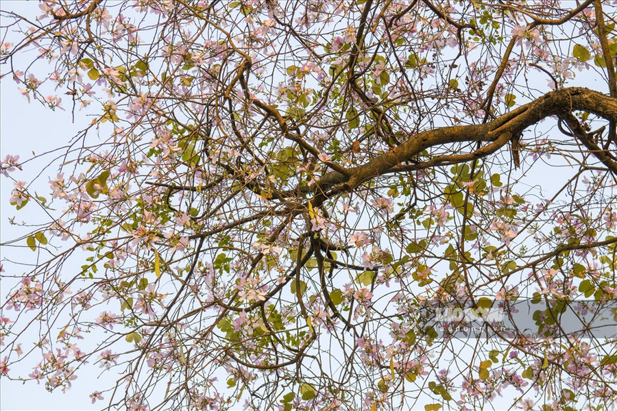 Hoa ban được biết đến là loài hoa đặc trưng của núi rừng Tây Bắc.