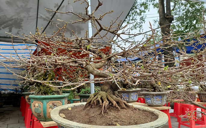  Cây mai thế hoa kép này được rao bán 26 triệu đồng