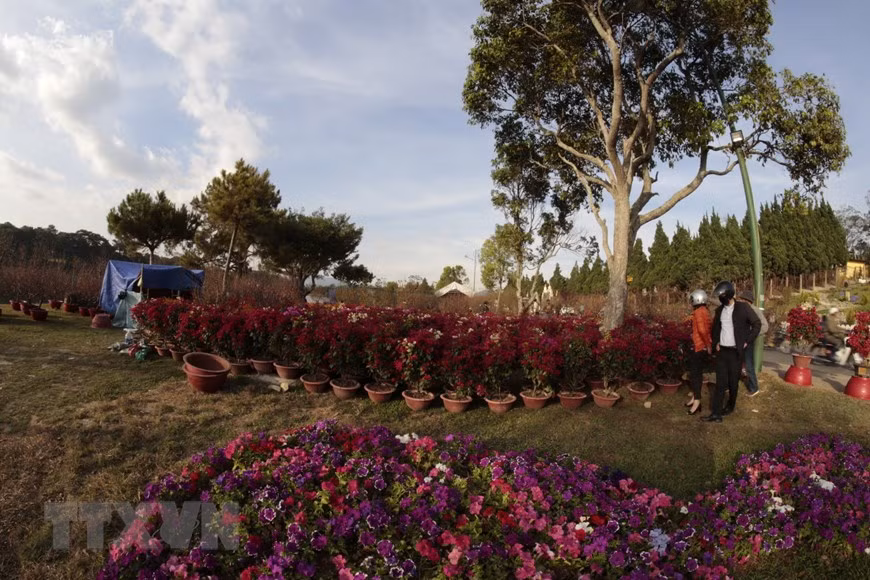 Hoa đào như mọi năm vẫn là loại hoa chủ lực được vận chuyển từ miền bắc vào Đà Lạt và các huyện lân cận bày bán. (Ảnh: Đặng Tuấn/TTXVN)