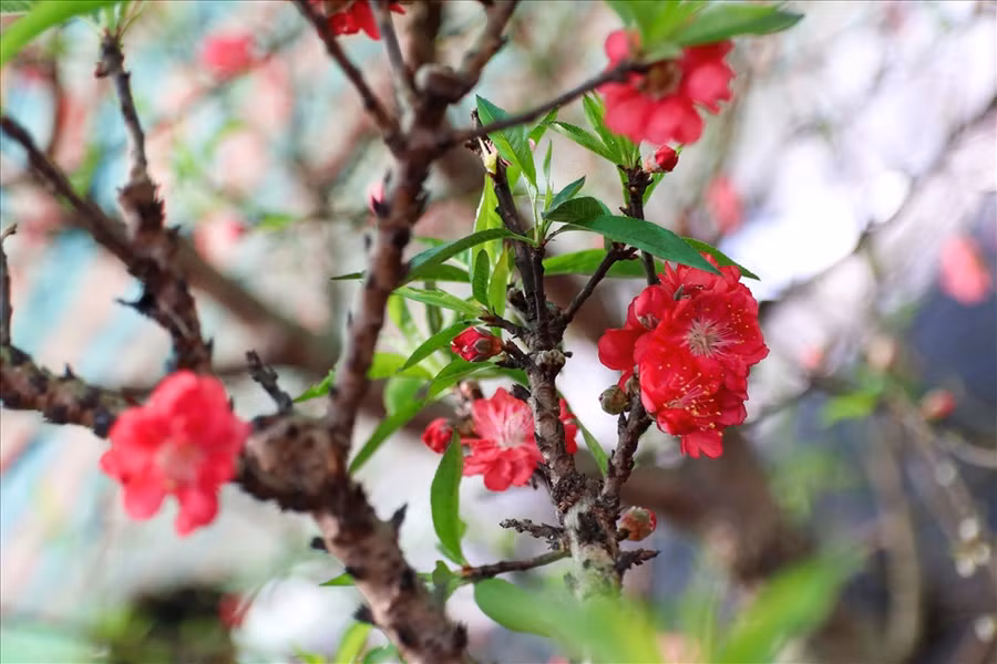  Hoa nở phân bố đều từ thân cho đến cành trông rất đẹp mắt.