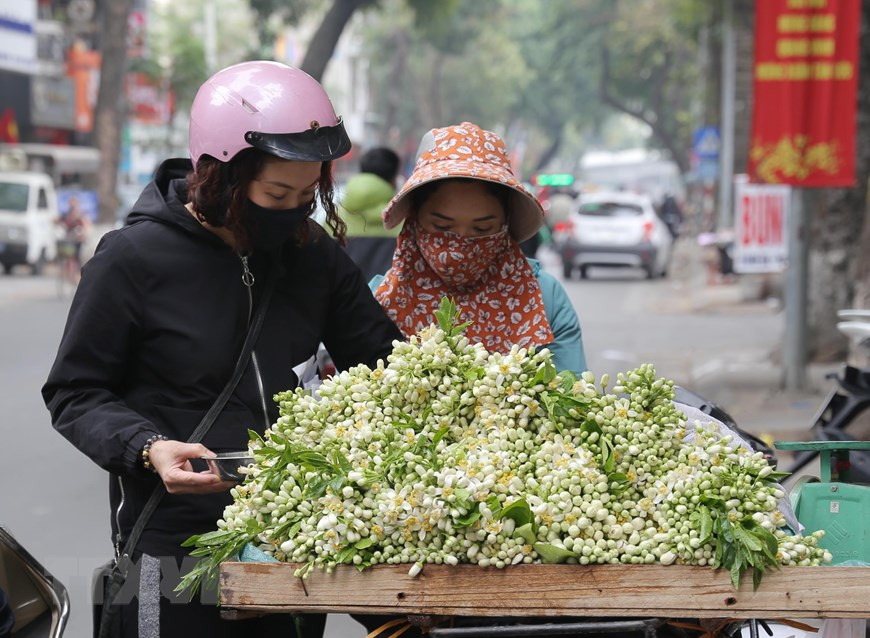 Người dân chọn mua hoa bưởi trên phố Lò Đúc (ảnh chụp ngày 22/2/2021). (Ảnh: Hoàng Hiếu/TTXVN) Người dân chọn mua hoa bưởi trên phố Lò Đúc (ảnh chụp ngày 22/2/2021). (Ảnh: Hoàng Hiếu/TTXVN)