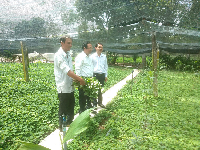 Trang trại trồng rau diếp cá cho tiền tỷ của ông Tám Sẵn, xã Phước Lâm, huyện Cần Giuộc, tỉnh Long An. Trang trại trồng rau diếp cá cho tiền tỷ của ông Tám Sẵn, xã Phước Lâm, huyện Cần Giuộc, tỉnh Long An.